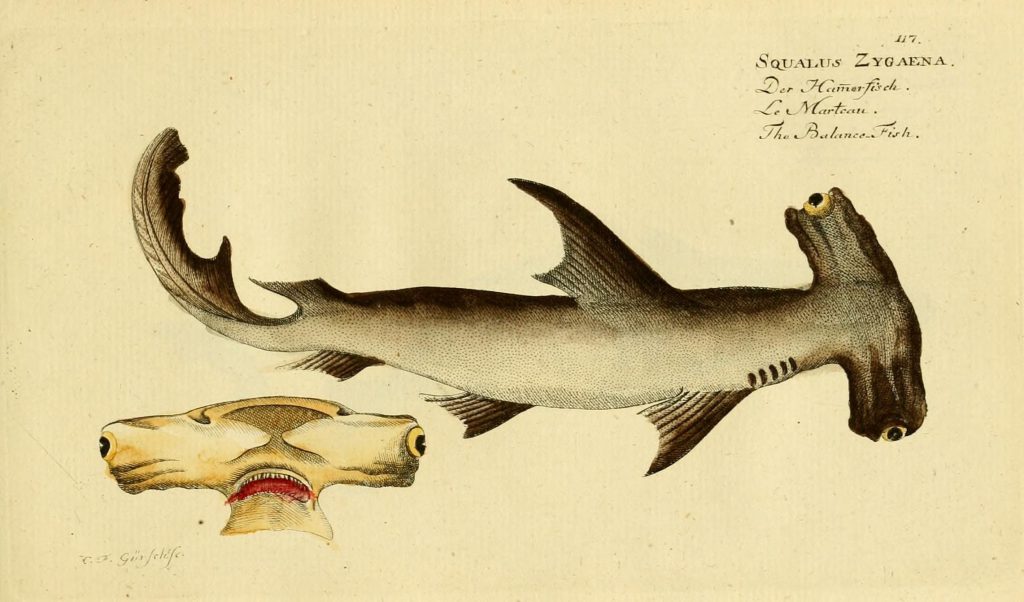 Haie Ostsee: Hammerhai